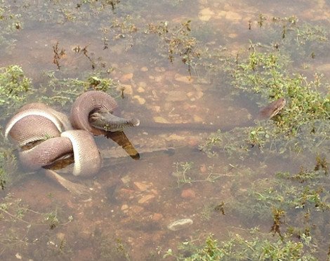 Συγκλονιστικές εικόνες: Πύθωνας παλεύει με κροκόδειλο, τον σκοτώνει και τον καταπίνει ολόκληρο [εικόνες] | iefimerida.gr 1