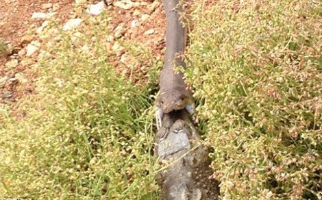 Συγκλονιστικές εικόνες: Πύθωνας παλεύει με κροκόδειλο, τον σκοτώνει και τον καταπίνει ολόκληρο [εικόνες] | iefimerida.gr 2