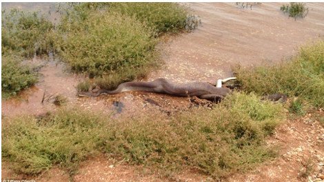 Συγκλονιστικές εικόνες: Πύθωνας παλεύει με κροκόδειλο, τον σκοτώνει και τον καταπίνει ολόκληρο [εικόνες] | iefimerida.gr 3