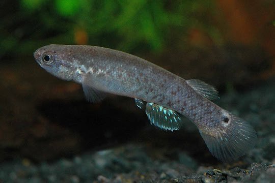 Αυτό είναι το ψάρι που ζει έξω από το νερό [εικόνες&βίντεο] | iefimerida.gr 0