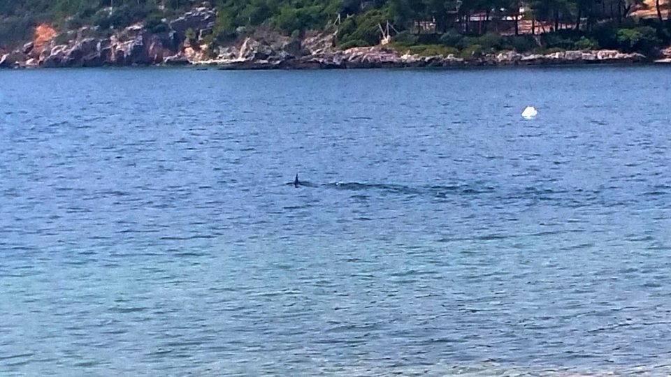 Ξιφίας βγήκε στα ρηχά και σκόρπισε τον πανικό σε παραλία του Βόλου [εικόνες] | iefimerida.gr 0