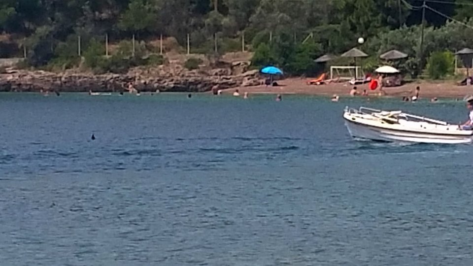 Ξιφίας βγήκε στα ρηχά και σκόρπισε τον πανικό σε παραλία του Βόλου [εικόνες] | iefimerida.gr 2