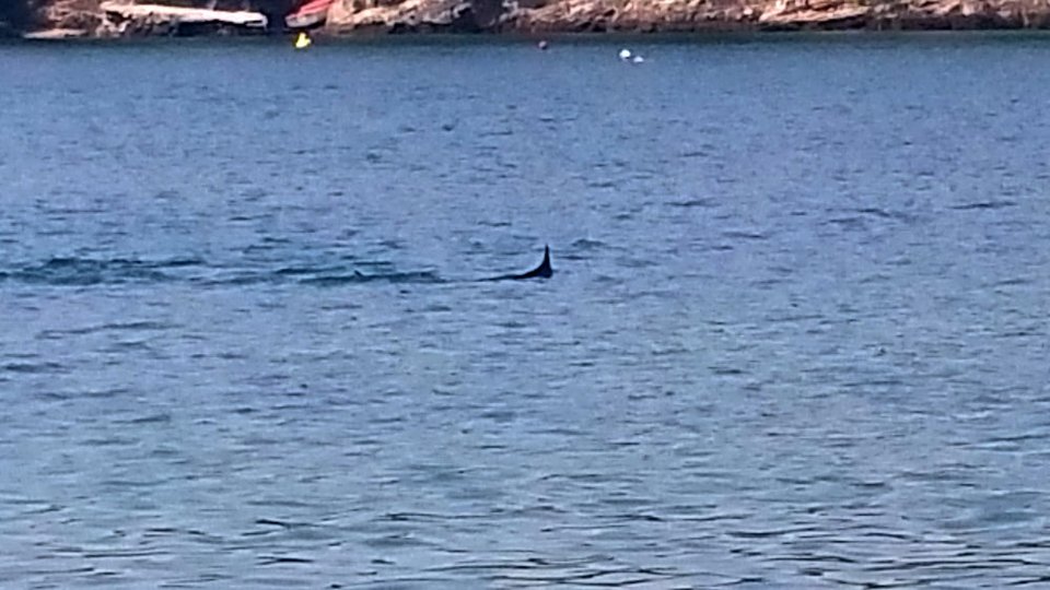 Ξιφίας βγήκε στα ρηχά και σκόρπισε τον πανικό σε παραλία του Βόλου [εικόνες] | iefimerida.gr 1