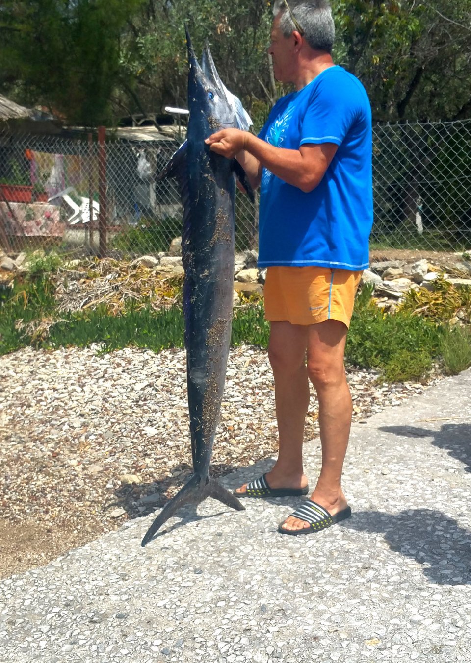 Ξιφίας βγήκε στα ρηχά και σκόρπισε τον πανικό σε παραλία του Βόλου [εικόνες] | iefimerida.gr 5