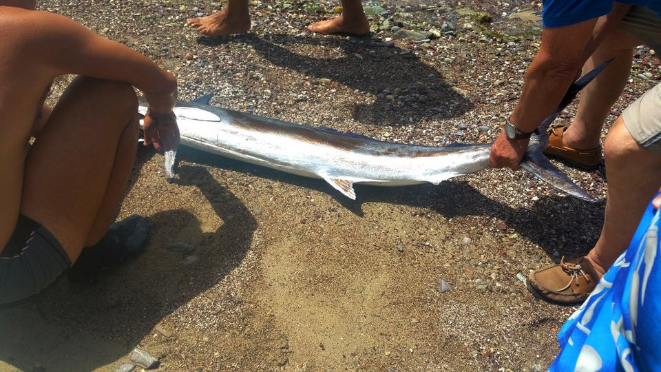 Ξιφίας βγήκε στα ρηχά και σκόρπισε τον πανικό σε παραλία του Βόλου [εικόνες] | iefimerida.gr 4