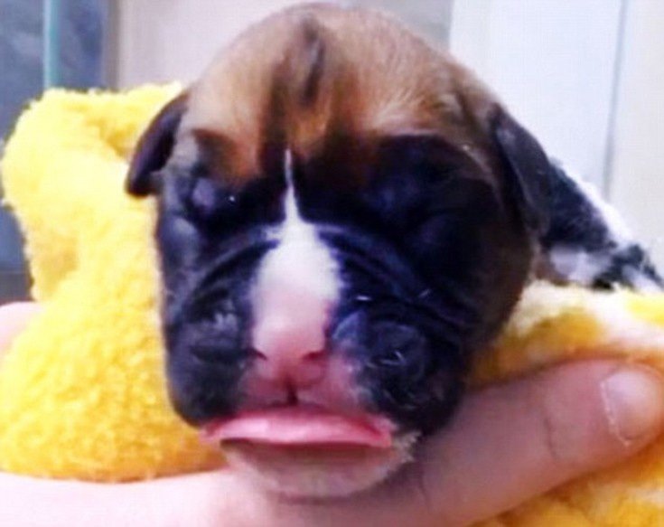 Πλήρωσαν 92.000 ευρώ για ένα κλωνοποιημένο κουτάβι -Ηθελαν το πιστό αντίγραφο του νεκρού μπόξερ τους [εικόνες]  | iefimerida.gr 2