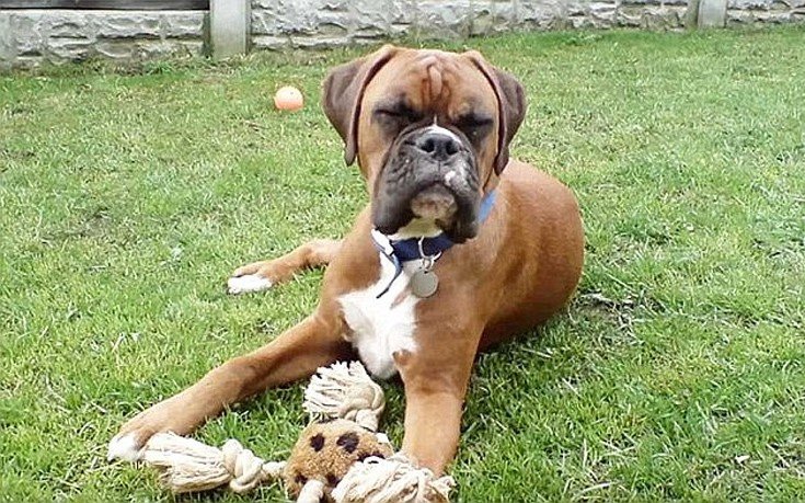 Πλήρωσαν 92.000 ευρώ για ένα κλωνοποιημένο κουτάβι -Ηθελαν το πιστό αντίγραφο του νεκρού μπόξερ τους [εικόνες]  | iefimerida.gr 3