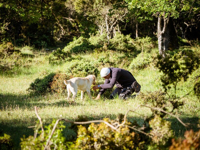 Ξεκινά το κυνήγι τρούφας στα Μετέωρα [εικόνες & βίντεο] | iefimerida.gr 1