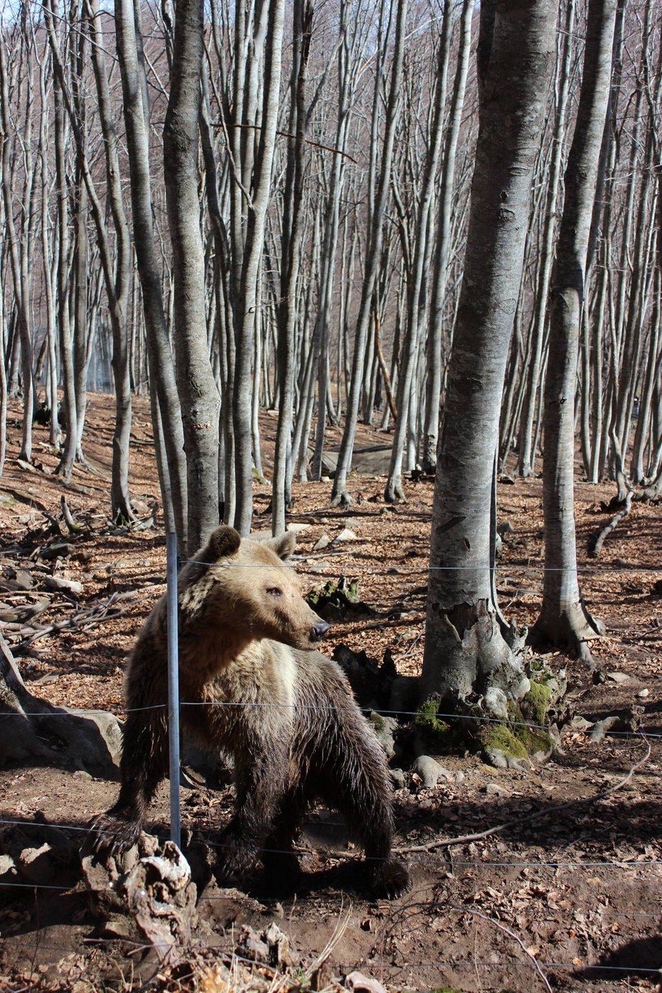Ξύπνησαν... νωρίς οι αρκούδες στο Νυμφαίο -Λόγω των υψηλών θερμοκρασιών [εικόνες]  | iefimerida.gr 0