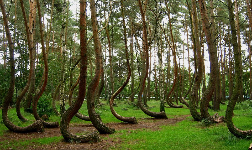 Το «στραβό» δάσος της Πολωνίας -Εκεί που τα δέντρα έχουν κλίση 90 μοιρών [εικόνες]  | iefimerida.gr 0