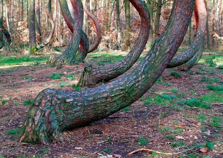 Το «στραβό» δάσος της Πολωνίας -Εκεί που τα δέντρα έχουν κλίση 90 μοιρών [εικόνες]  | iefimerida.gr 1