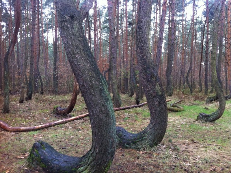 Το «στραβό» δάσος της Πολωνίας -Εκεί που τα δέντρα έχουν κλίση 90 μοιρών [εικόνες]  | iefimerida.gr 2