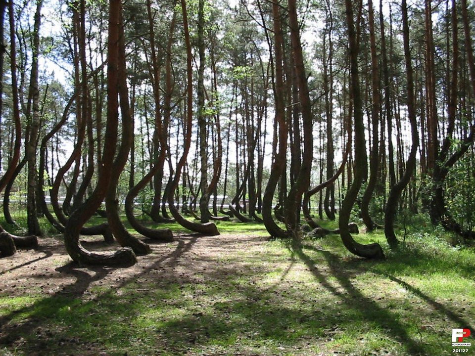 Το «στραβό» δάσος της Πολωνίας -Εκεί που τα δέντρα έχουν κλίση 90 μοιρών [εικόνες]  | iefimerida.gr 3