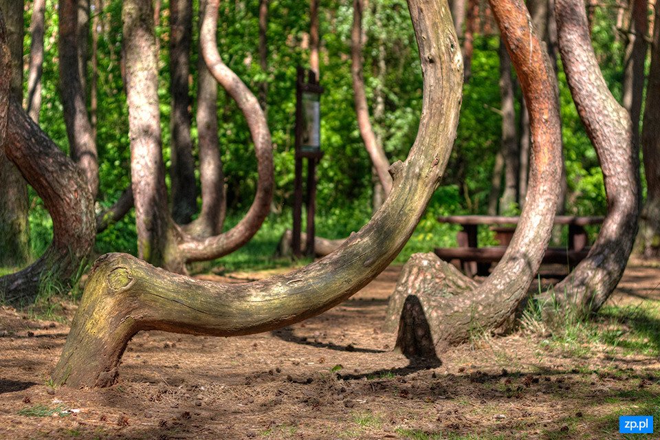 Το «στραβό» δάσος της Πολωνίας -Εκεί που τα δέντρα έχουν κλίση 90 μοιρών [εικόνες]  | iefimerida.gr 4