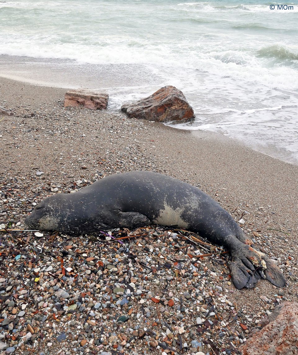 Μία φώκια στα νότια προάστια -«Μην πειράζετε τον Κοσμά», η έκκληση της ΜΟm [εικόνες] | iefimerida.gr 0