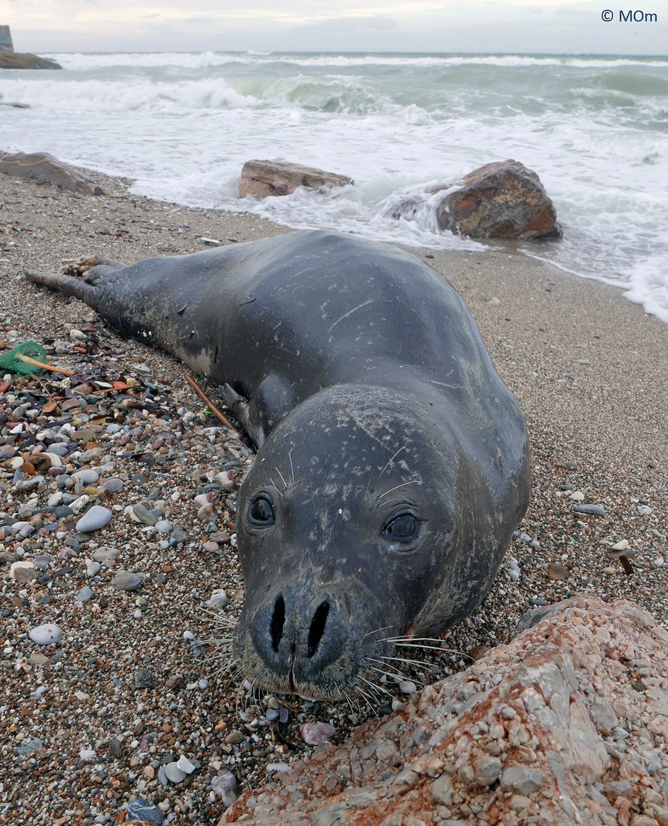 Μία φώκια στα νότια προάστια -«Μην πειράζετε τον Κοσμά», η έκκληση της ΜΟm [εικόνες] | iefimerida.gr 1