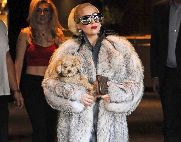 Τα τετράποδα «μωρά» των σταρ - Πιστοί φίλοι ή χνουδωτά αξεσουάρ; [εικόνες] | iefimerida.gr 4