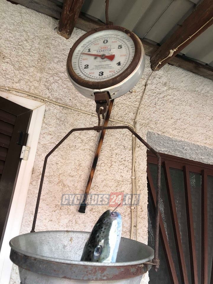 Σύρος: Ψάρεψαν επικίνδυνους, μεγάλους λαγοκέφαλους [εικόνες] | iefimerida.gr 1