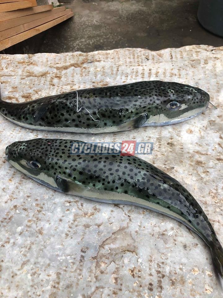 Σύρος: Ψάρεψαν επικίνδυνους, μεγάλους λαγοκέφαλους [εικόνες] | iefimerida.gr 2