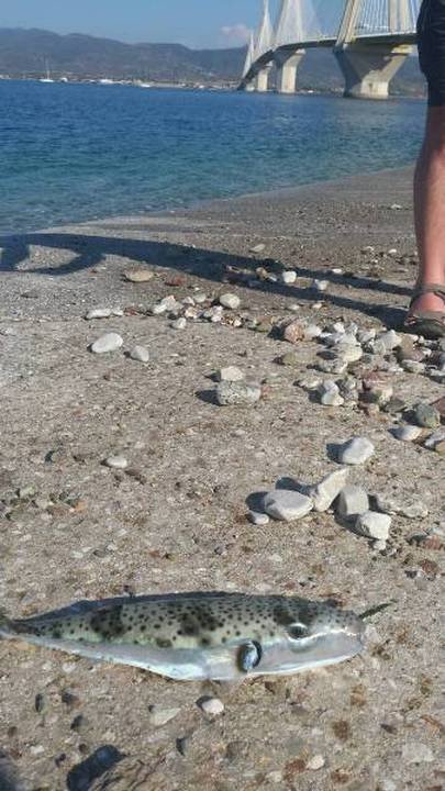 Μετά τις μέδουσες, στο Ρίο έφτασαν και λαγοκέφαλοι -Γιατί είναι τόσο επικίνδυνα ψάρια | iefimerida.gr 0
