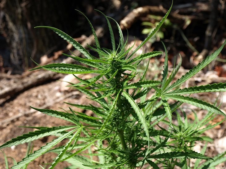 Λακωνία: Εντοπίστηκαν τρεις φυτείες με πάνω από 1.200 δενδρύλλια ινδικής κάνναβης [εικόνες] | iefimerida.gr 1