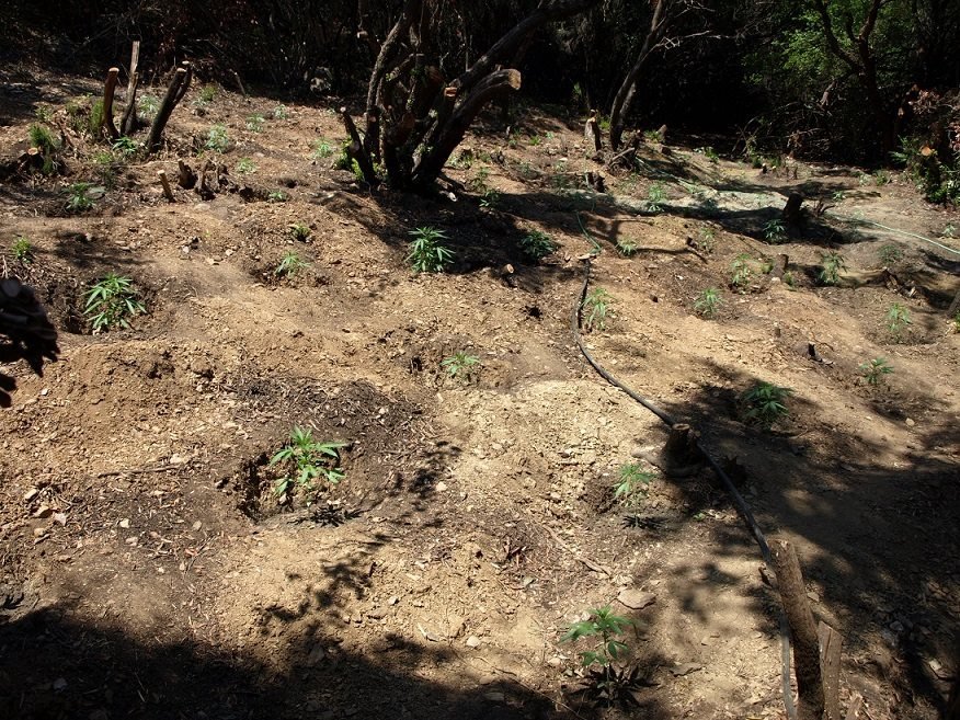 Λακωνία: Εντοπίστηκαν τρεις φυτείες με πάνω από 1.200 δενδρύλλια ινδικής κάνναβης [εικόνες] | iefimerida.gr 2