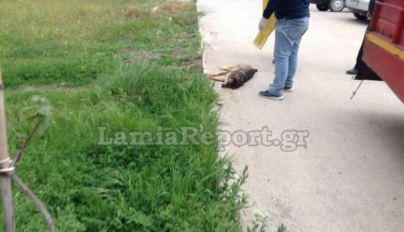  Σοκ στη Λαμία: Μαζική θανάτωση αδέσποτων σκύλων [εικόνες & βίντεο] | iefimerida.gr 0