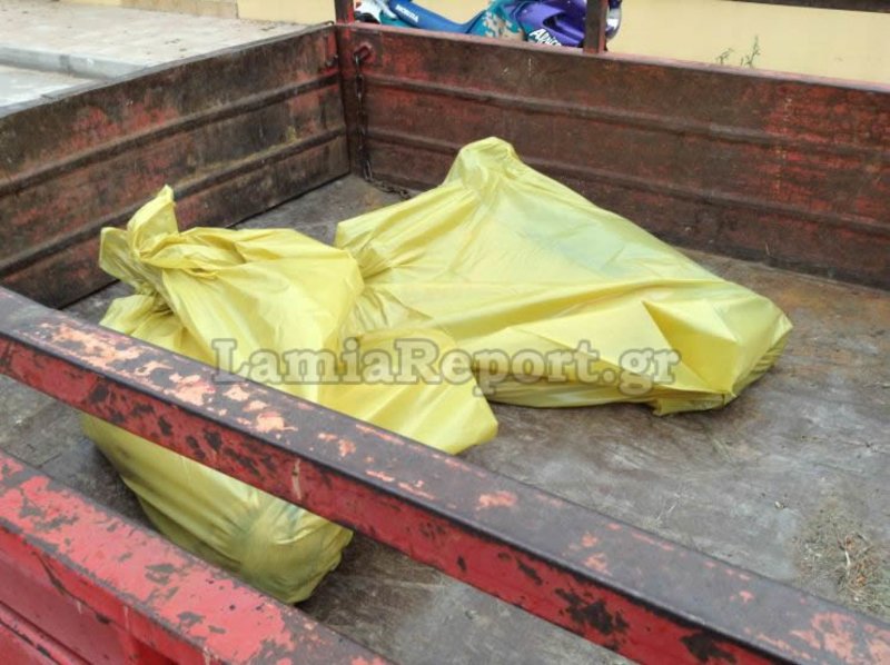  Σοκ στη Λαμία: Μαζική θανάτωση αδέσποτων σκύλων [εικόνες & βίντεο] | iefimerida.gr 1