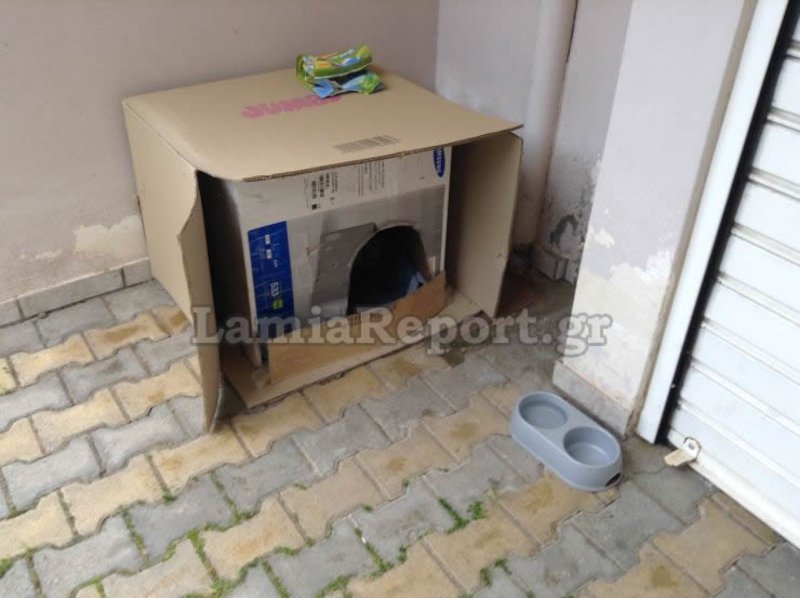  Σοκ στη Λαμία: Μαζική θανάτωση αδέσποτων σκύλων [εικόνες & βίντεο] | iefimerida.gr 3