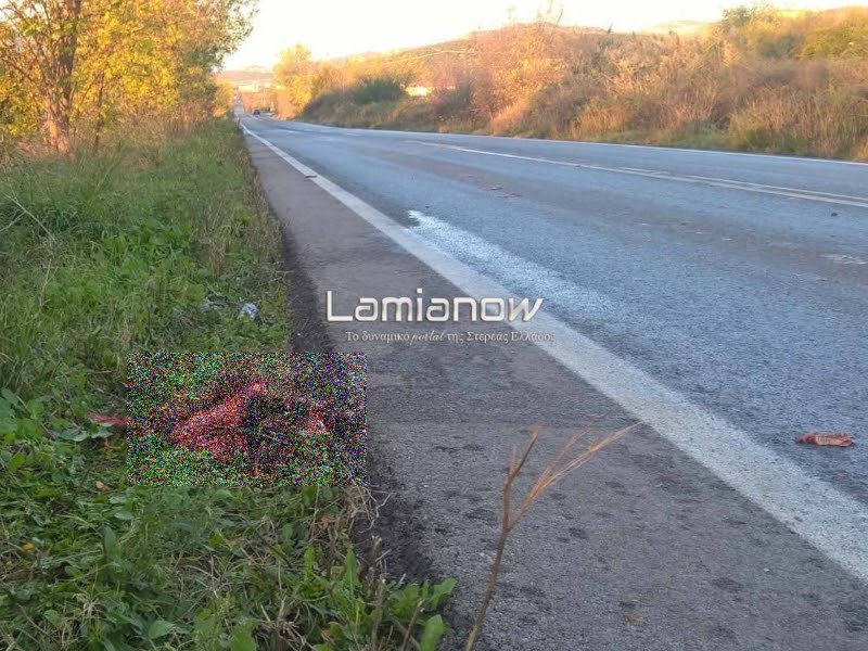 Λαμία: Ανυποψίαστη οδηγός έπεσε πάνω σε εφτά σκοτωμένα αγριογούρουνα [εικόνες] | iefimerida.gr 0