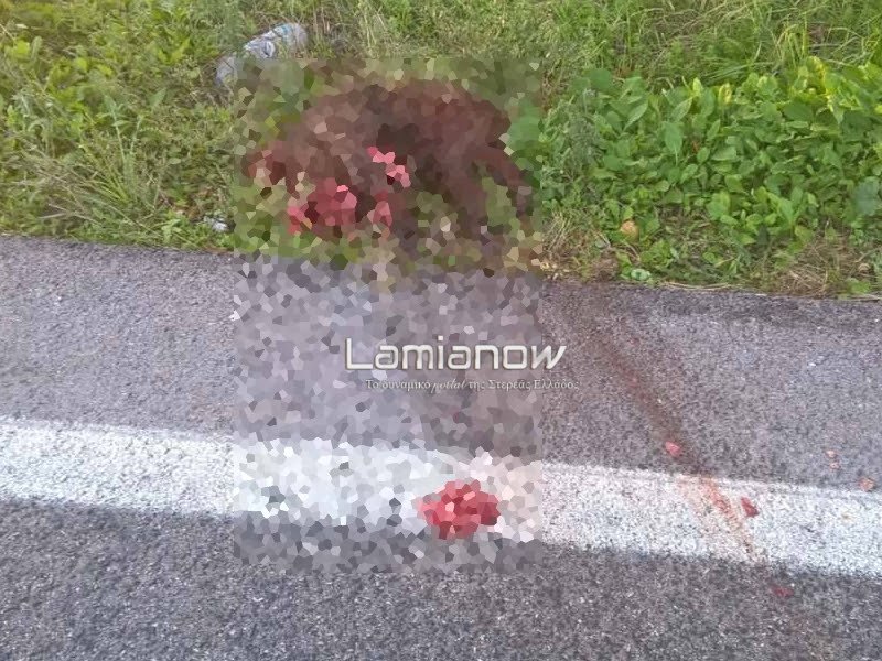 Λαμία: Ανυποψίαστη οδηγός έπεσε πάνω σε εφτά σκοτωμένα αγριογούρουνα [εικόνες] | iefimerida.gr 1