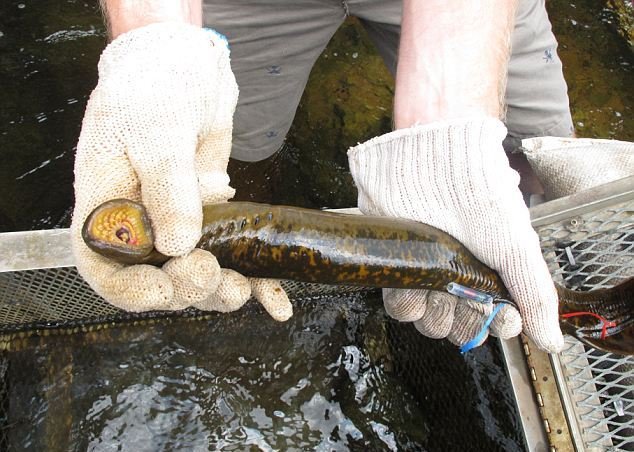 Ψάρι βρικόλακας τρομοκρατεί τις ΗΠΑ: Ρίχνουν χημικά για να το εξοντώσουν [εικόνες] | iefimerida.gr 2