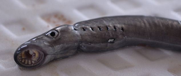 Ψάρι βρικόλακας τρομοκρατεί τις ΗΠΑ: Ρίχνουν χημικά για να το εξοντώσουν [εικόνες] | iefimerida.gr 1