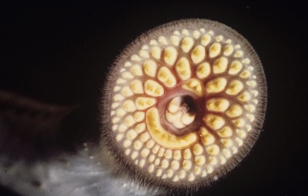 Ψάρι βρικόλακας τρομοκρατεί τις ΗΠΑ: Ρίχνουν χημικά για να το εξοντώσουν [εικόνες] | iefimerida.gr 0