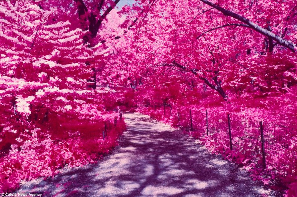 Ενας υπέροχος... κατακόκκινος κόσμος -Το ευφάνταστο τρικ ενός φωτογράφου [εικόνες] | iefimerida.gr 4