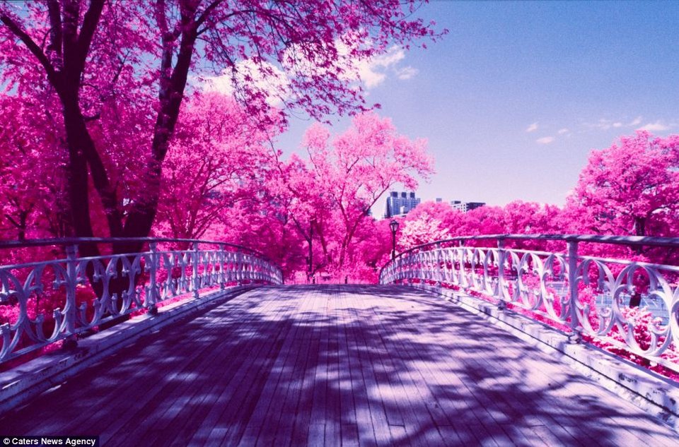 Ενας υπέροχος... κατακόκκινος κόσμος -Το ευφάνταστο τρικ ενός φωτογράφου [εικόνες] | iefimerida.gr 5