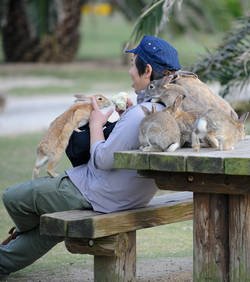 Iαπωνία, τo νησί με τα κουνέλια -Ορδές κυνηγούν τουρίστες για τροφή [εικόνες+βίντεο] | iefimerida.gr 3