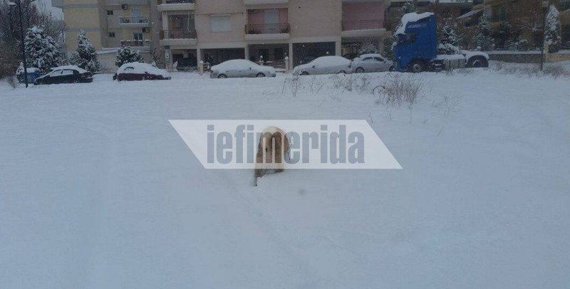 «Βόμβα» χιονιού έπεσε από τη Λάρισα ως την Ξάνθη -Μισό μέτρο χιόνι στα Ιωάννινα [εικόνες] | iefimerida.gr 4