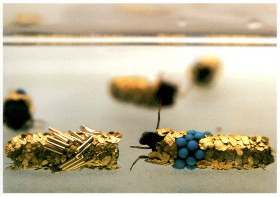 Φυσικά κοσμήματα: Φωλιές από χρυσάφι και πολύτιμους λίθους [εικόνες + βίντεο] | iefimerida.gr 3