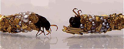 Φυσικά κοσμήματα: Φωλιές από χρυσάφι και πολύτιμους λίθους [εικόνες + βίντεο] | iefimerida.gr 4