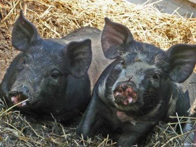 Bloomberg: Οι 11 πιο παράξενες επενδύσεις που τώρα σπάνε τα ταμεία [εικόνες] | iefimerida.gr 7