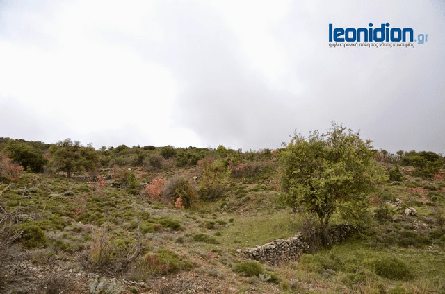 Αυτοκτόνησε με φυτοφάρμακο ο δολοφόνος της πολύτεκνης κτηνοτρόφου στο Λεωνίδιο [εικόνες] | iefimerida.gr 0