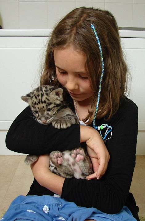 Mία λεοπάρδαλη στο μπάνιο -Οικογένεια τη μεγάλωσε μέσα στο σπίτι της σαν κατοικίδιο [εικόνες] | iefimerida.gr 0