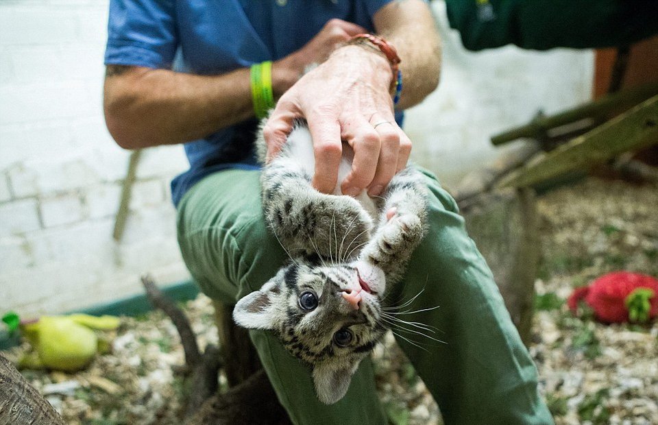 Mία λεοπάρδαλη στο μπάνιο -Οικογένεια τη μεγάλωσε μέσα στο σπίτι της σαν κατοικίδιο [εικόνες] | iefimerida.gr 8