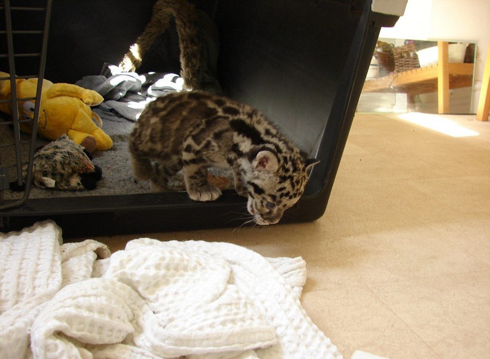 Mία λεοπάρδαλη στο μπάνιο -Οικογένεια τη μεγάλωσε μέσα στο σπίτι της σαν κατοικίδιο [εικόνες] | iefimerida.gr 9