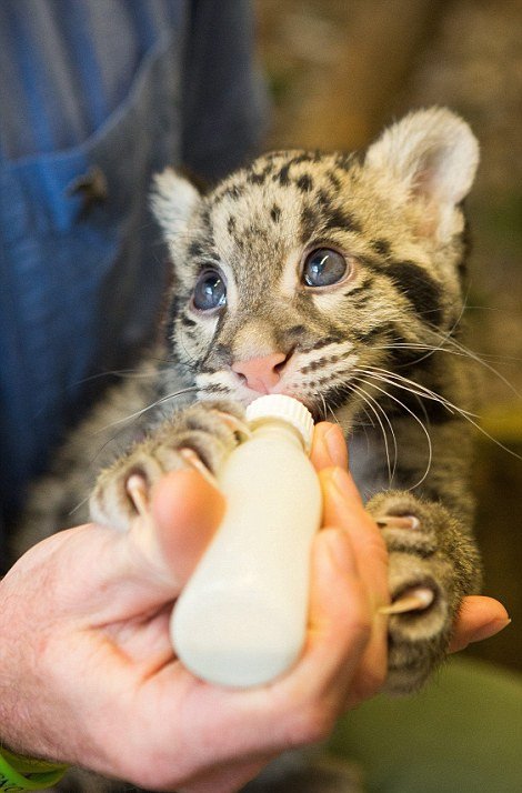 Mία λεοπάρδαλη στο μπάνιο -Οικογένεια τη μεγάλωσε μέσα στο σπίτι της σαν κατοικίδιο [εικόνες] | iefimerida.gr 1