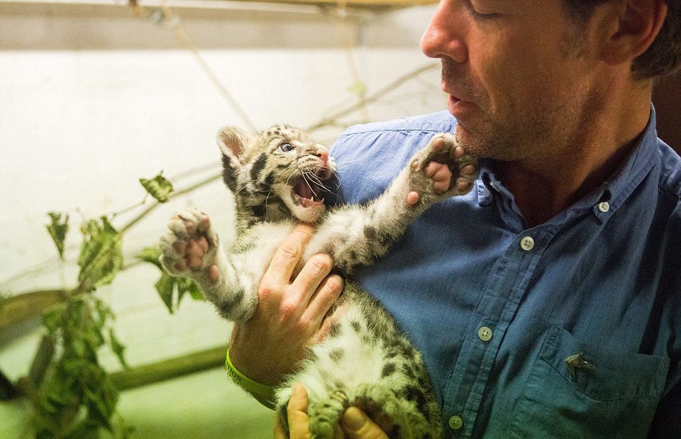 Mία λεοπάρδαλη στο μπάνιο -Οικογένεια τη μεγάλωσε μέσα στο σπίτι της σαν κατοικίδιο [εικόνες] | iefimerida.gr 2