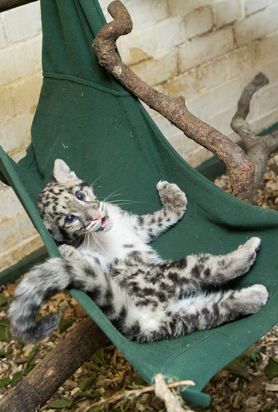 Mία λεοπάρδαλη στο μπάνιο -Οικογένεια τη μεγάλωσε μέσα στο σπίτι της σαν κατοικίδιο [εικόνες] | iefimerida.gr 3