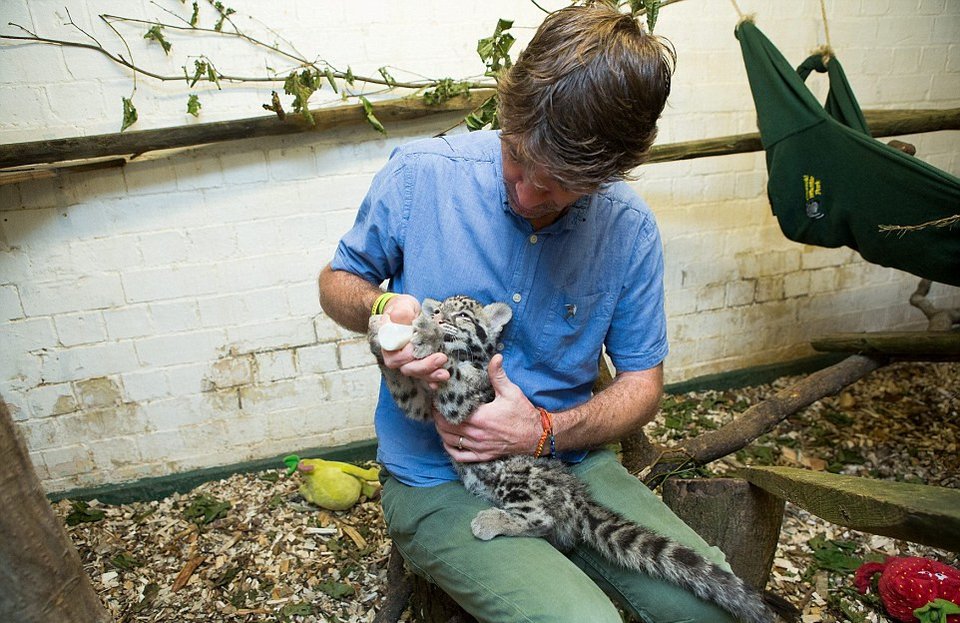 Mία λεοπάρδαλη στο μπάνιο -Οικογένεια τη μεγάλωσε μέσα στο σπίτι της σαν κατοικίδιο [εικόνες] | iefimerida.gr 4