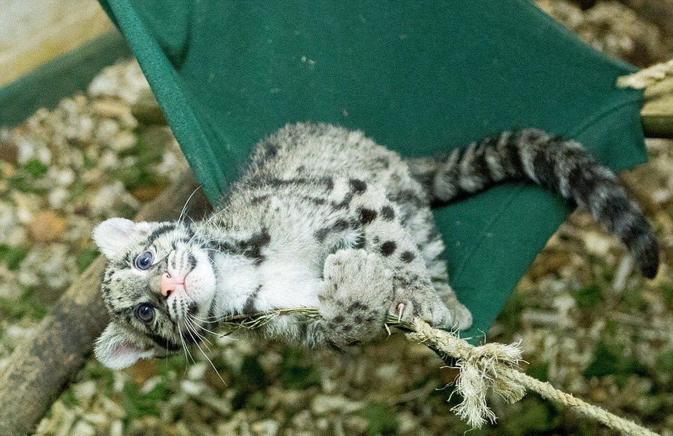 Mία λεοπάρδαλη στο μπάνιο -Οικογένεια τη μεγάλωσε μέσα στο σπίτι της σαν κατοικίδιο [εικόνες] | iefimerida.gr 6